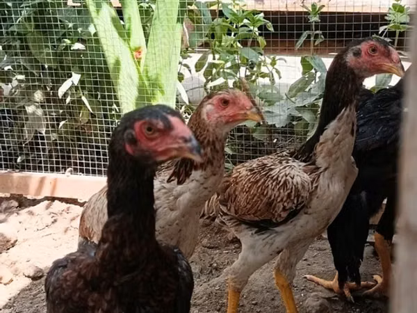 Chickens — Uzbekistan