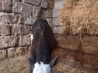 Krava, Russian Black pied cattle — fotografija 5