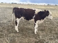 Cow, Kazakh White-headed cow — photo 1