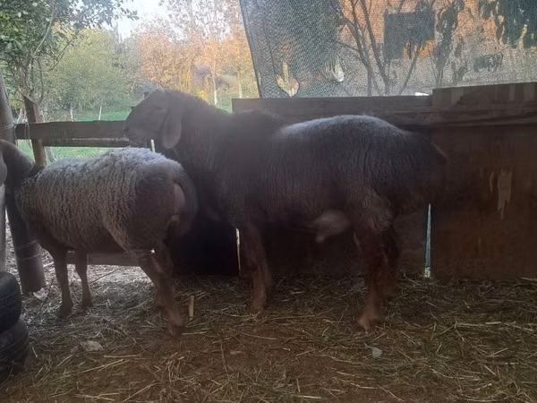 Carnero, Arashan sheep — Uzbekistán