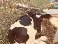 Cow, Russian Black pied cattle — photo 4