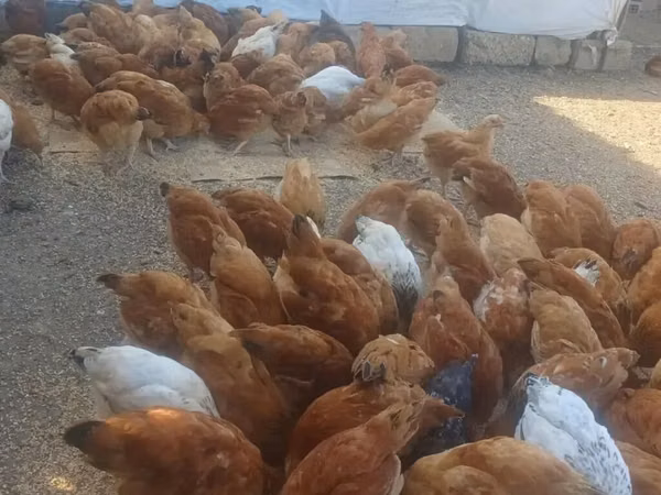 Chickens — Azerbaijan