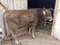 Bull, Swiss cattle — photo 4