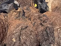 Sheep (batch, sex not specified), Karachay sheep — photo 1
