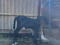 Sapi, Swiss cattle — foto 3