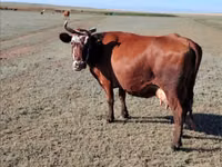 Cow, Cattle — photo 2