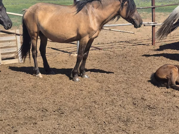 Mare, Mugalzhar horse