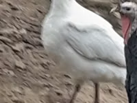 브로드 브레스트 화이트 — 사진 6