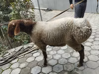 Kambing jantan, Sheep — foto 8