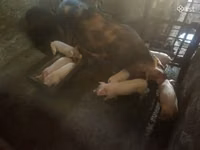 Sow — photo 2