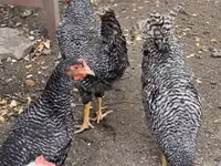 Chickens — foto 1
