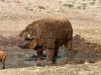Boar — photo 1
