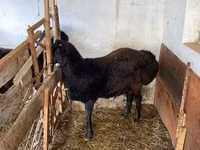 Ram, Sheep — photo 2