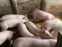 Scrofa — foto 2