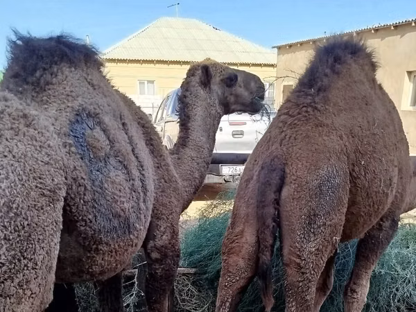 აქლემი, Kazakh Bactrian camel