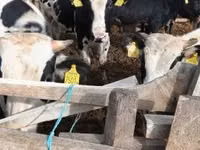 Bull, Russian Black pied cattle — photo 4