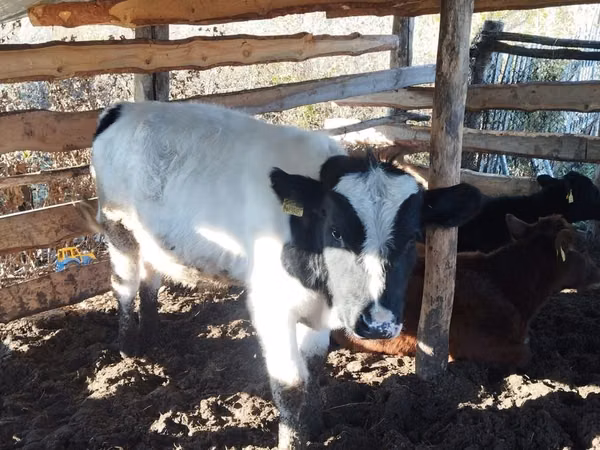 सांड, Simmental cattle — कज़ाखस्तान
