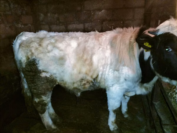 Ram, Sheep — Kazakhstan