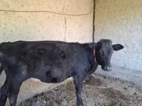 Cow, Cattle — photo 3