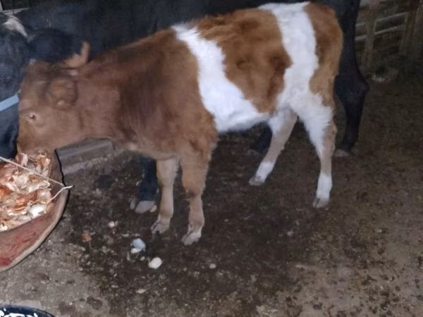 Ko, Simmental cattle