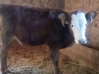 İnek, Swiss cattle — foto 3