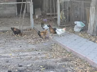 Chickens — photo 2