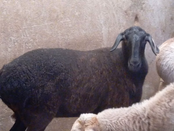 Ram, Sheep — Kyrgyzstan