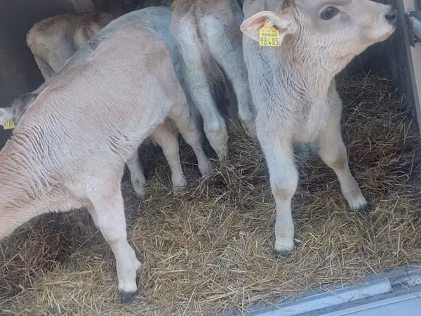 Boğa, Simmental cattle
