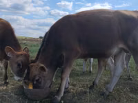 Toro, Russian Black pied cattle — foto 3