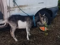 Goat, Goats — photo 6