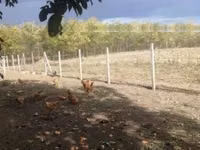 Chickens — foto 1