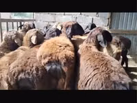 Ram, Sheep — photo 1