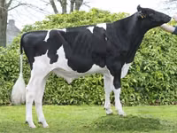 Toro, Razza Holstein — foto 1