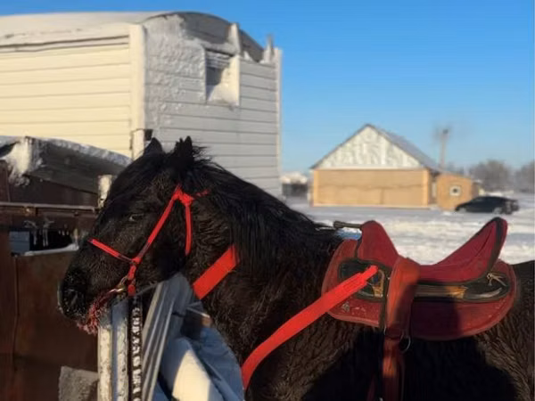 Horse (M), Horses — Kazakhstan