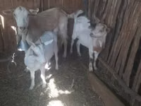 Goat, Goats — photo 1