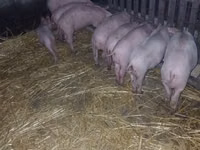 Sow, Pigs — photo 1