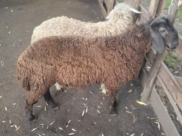 Ram, Sheep — Moldova
