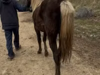 Mare, Rocky Mountain Horse — photo 5