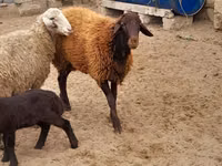 የጎትት አውራ በግ, Sheep — ፎቶ 2