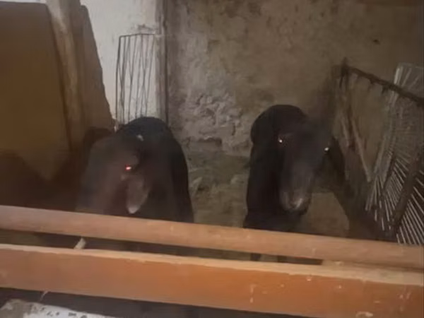 Ram, Sheep — Uzbekistan