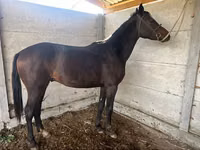Модиён, Friesian sport horse — акс 2