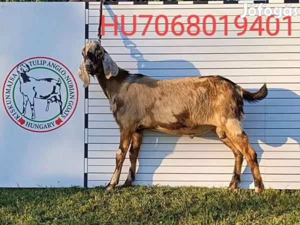 Caprone, Nubian Goat