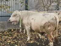 Boğa, Charolais cattle — foto 4