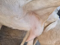 بز ماده, Saanen goat — عکس 3