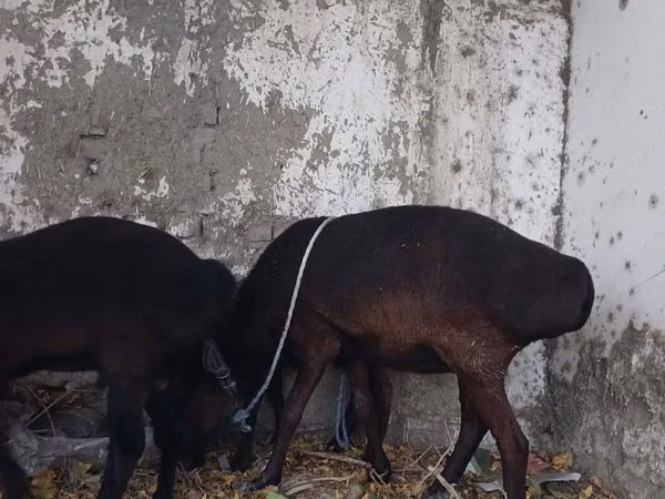 Ram, Hissar sheep — Uzbekistan