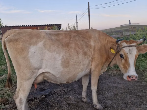 Vache, Latvian Blue cattle — Kazakhstan