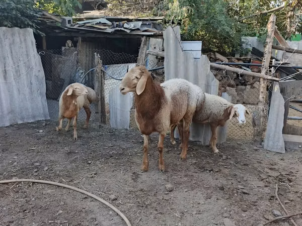 Ram, Arashan sheep — Kyrgyzstan