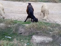Billy Goat, Goats — photo 3