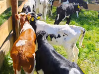 โคเนื้อ (เป็นล็อต, ไม่ระบุเพศ), Russian Black pied cattle — รูปภาพ 1