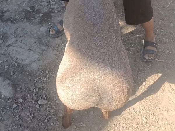 Ram, Edilbay sheep — Kyrgyzstan
